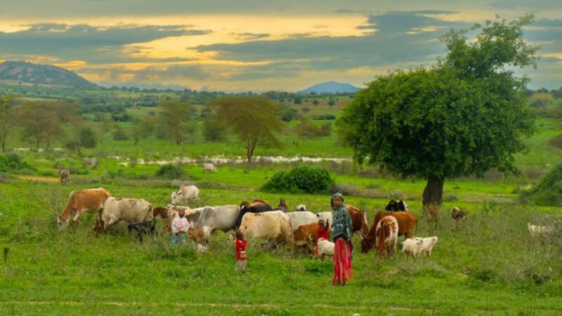 pap_tanzanie (Copier)