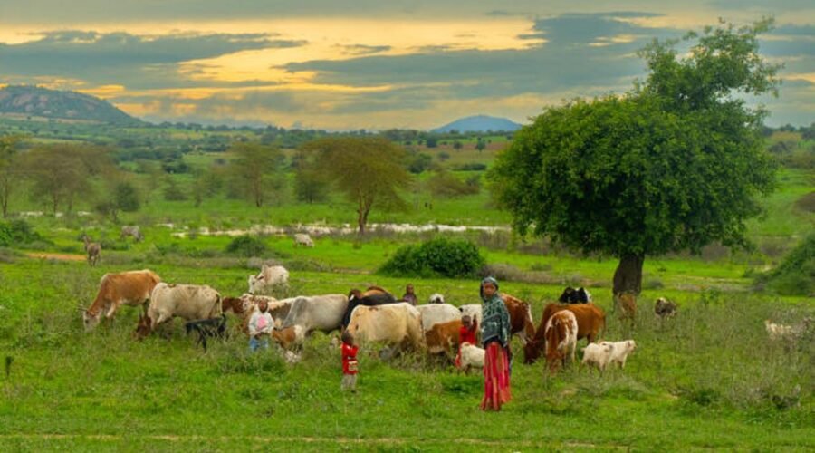 pap_tanzanie (Copier)