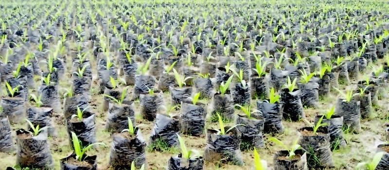 hb_agri_ind (Copier)